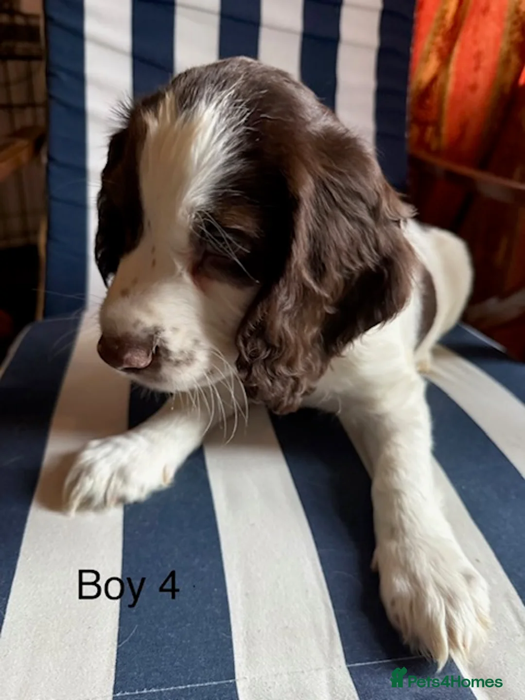 English Springer Spaniel dogs for sale: Springer Spaniel Puppies - Advert 10