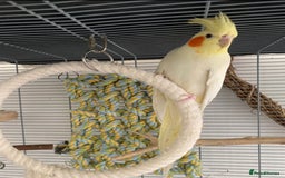 Cockatiels birds for sale: Beautiful Lutino Female Cockateil - Image 5