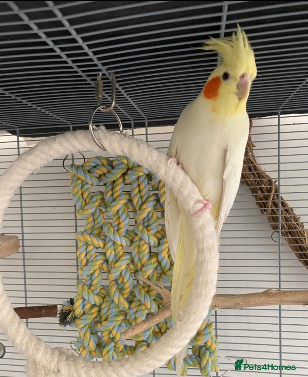 Cockatiels birds for sale: Beautiful Lutino Female Cockateil - Image 5