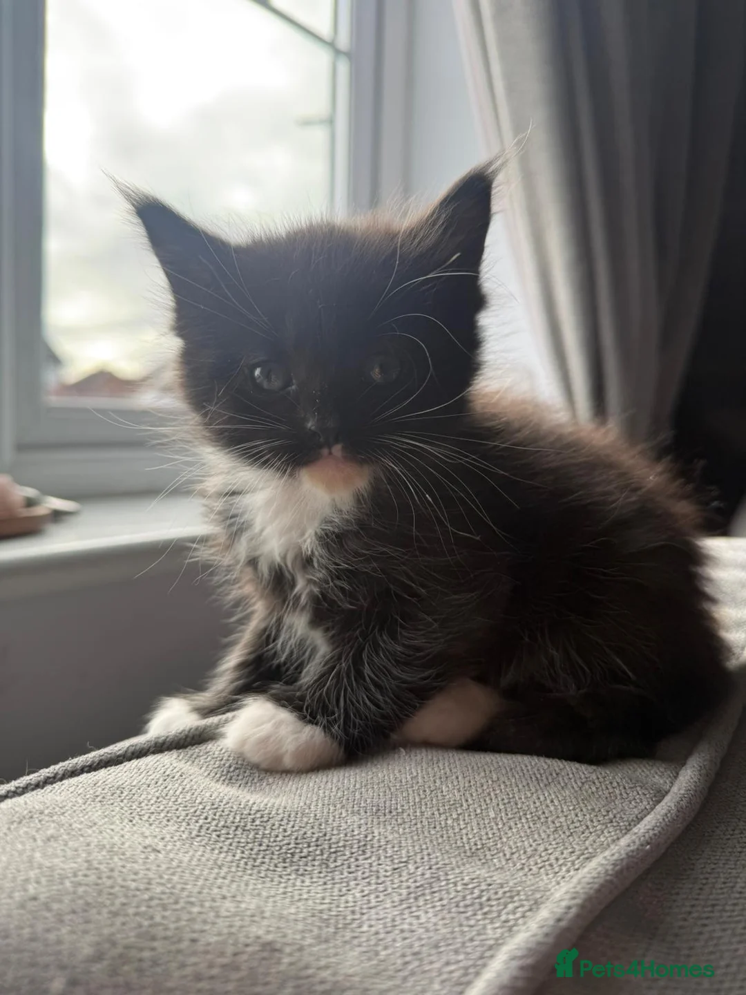 Maine Coon cats for sale: Maine coon - Advert 7