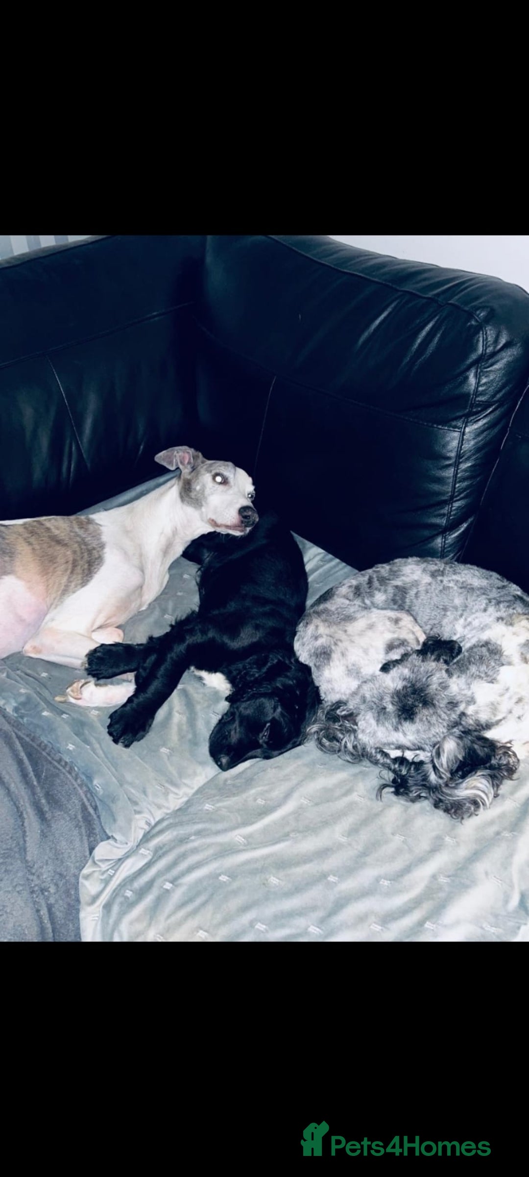 Sprocker dogs F1 SPROCKER SPANIELS ( 1 BOY LEFT )  - Advert 1