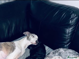 Sprocker dogs F1 SPROCKER SPANIELS ( 1 BOY LEFT ) - Advert 1