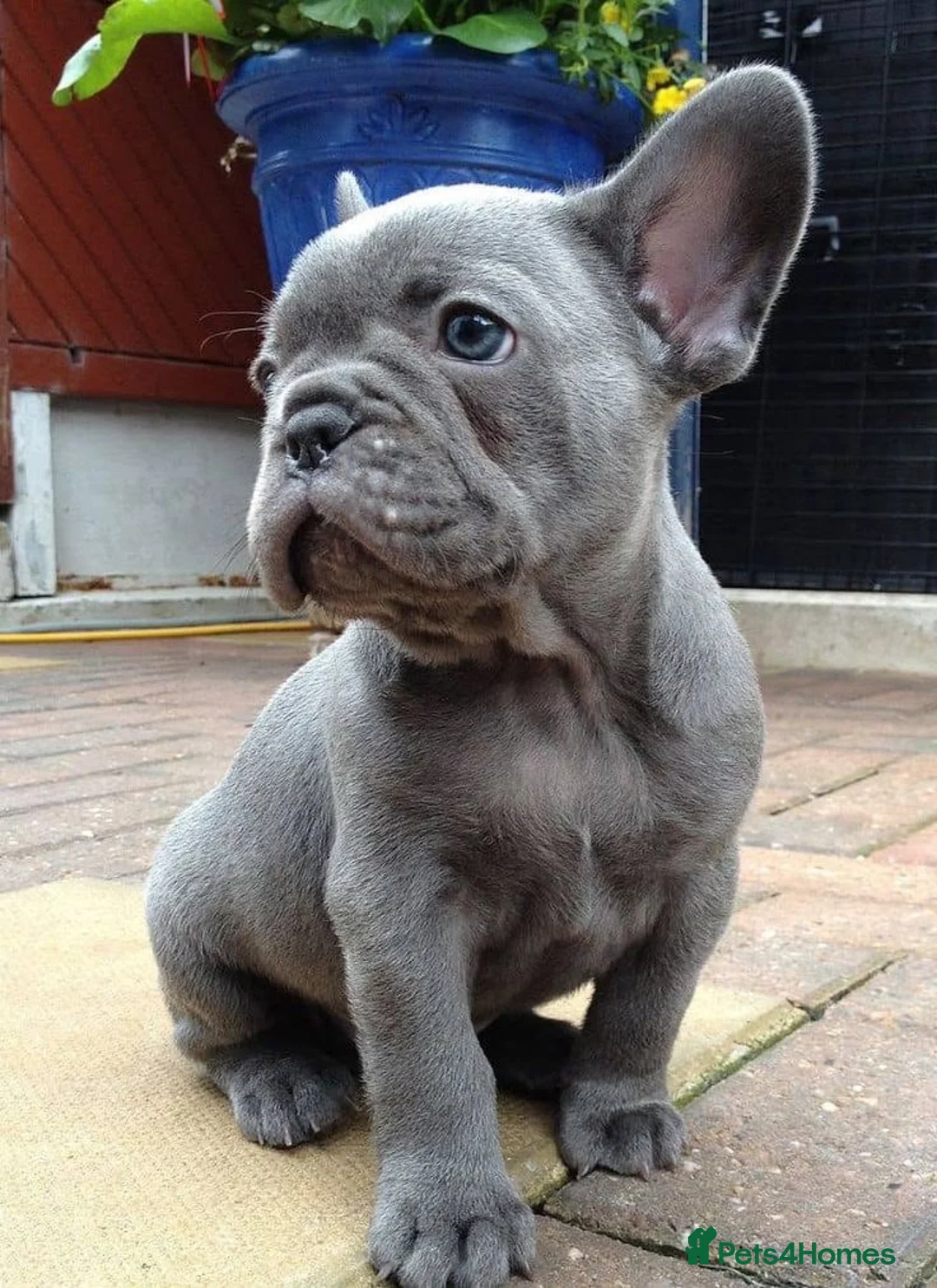 French Bulldog dogs for sale: Grey French Bulldog - Advert 1
