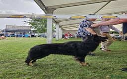 German Shepherd dogs for sale: Kennel Club Straight back GSD - Image 14