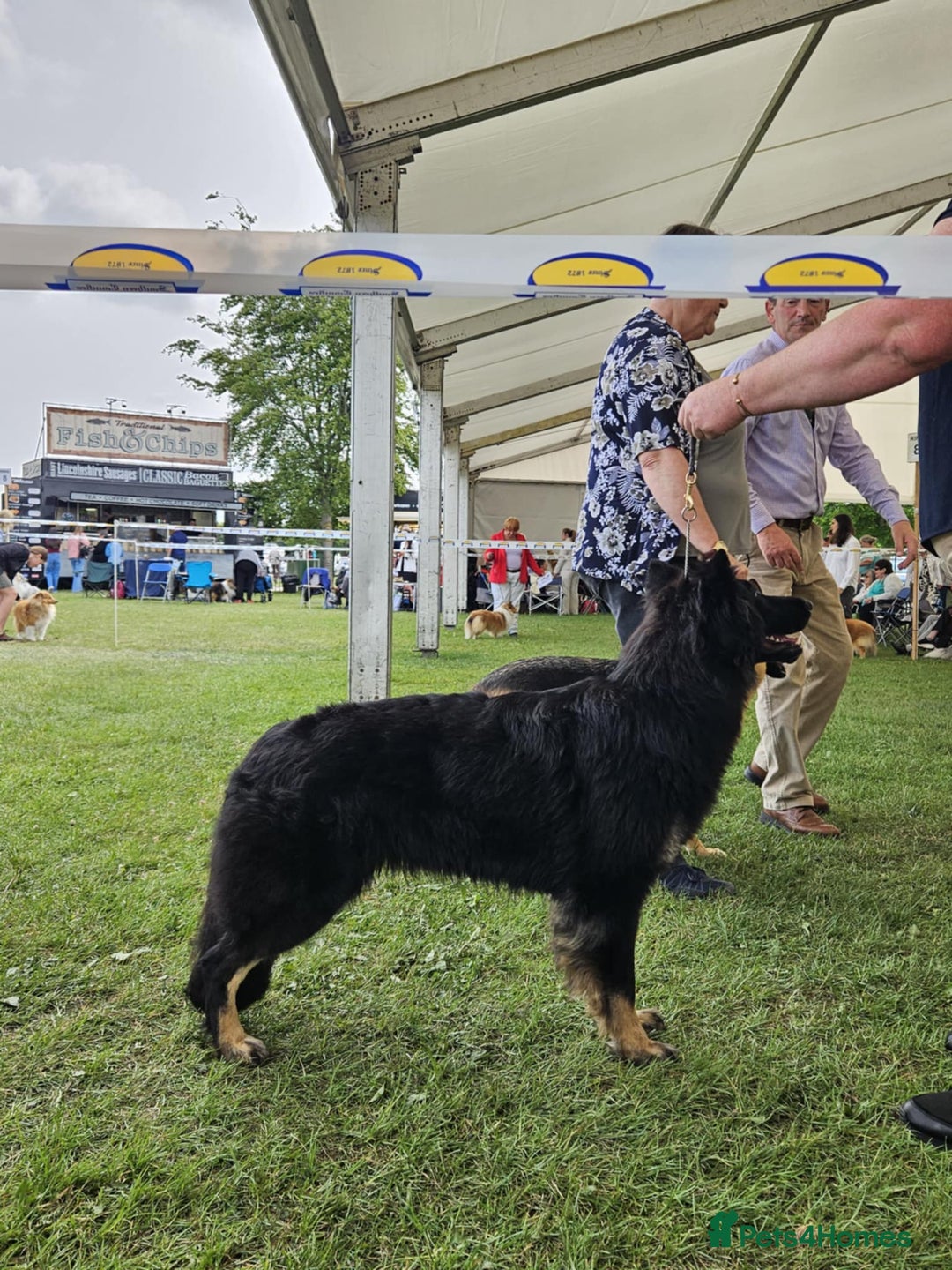 German Shepherd dogs for sale: Kennel Club Straight back GSD - Image 14