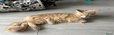 Maine Coon 3