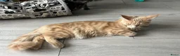 Maine Coon cats for sale: Maine Coon Kittens – 4 Available !!! - Advert 13