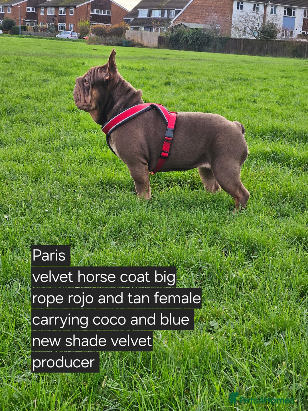 French Bulldog dogs for sale: Paris - Advert 5
