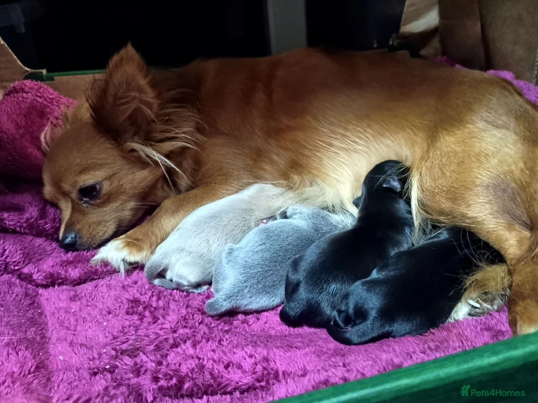 Pomchi dogs for sale: Four amazing looking Pomchi's in Cullompton - Advert 2