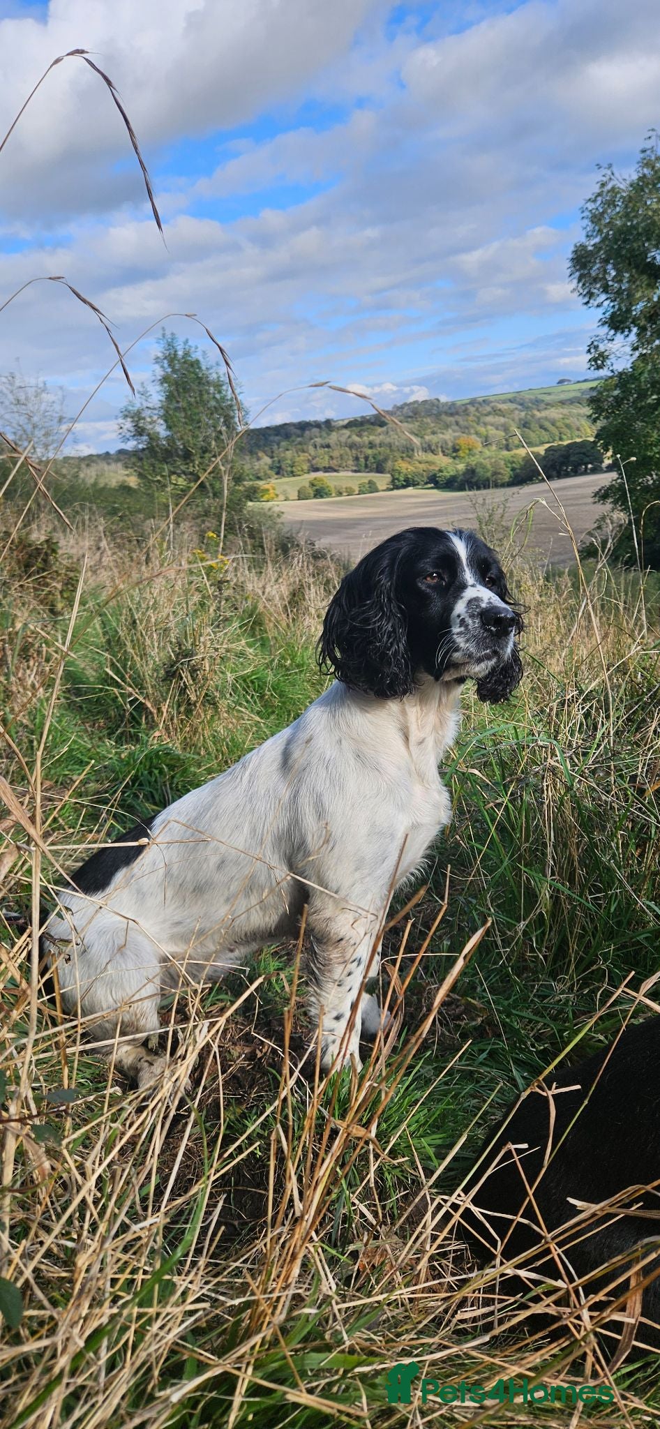English Springer Spaniel dogs HintonBreeze Gundogs  - Advert 1
