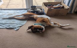 Boxer dogs for sale: Adorable Cooper - Image 8