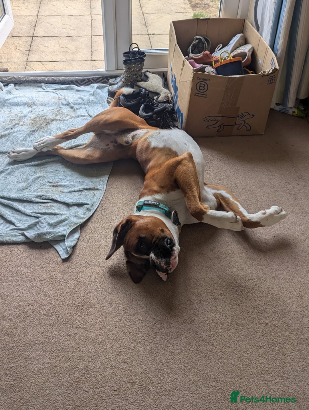 Boxer dogs for sale: Adorable Cooper - Image 8