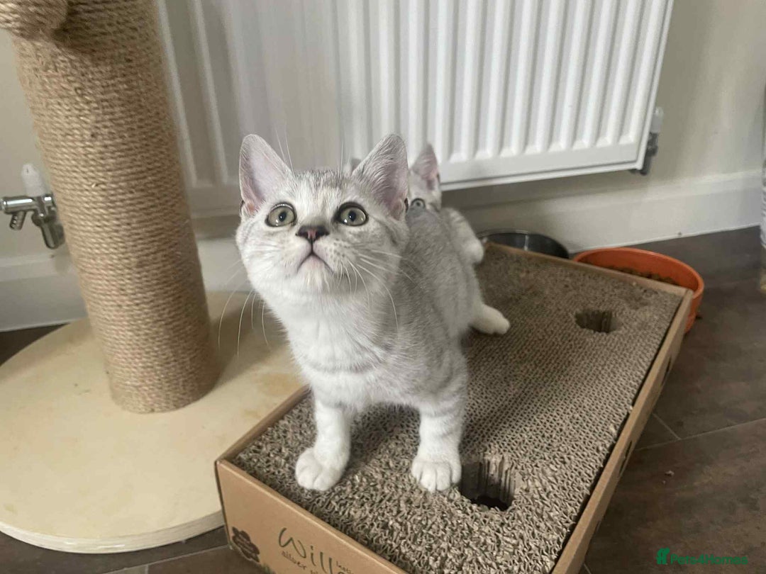 British Shorthair cats for sale: Silver spotted British Shorthair kittens  - Image 19