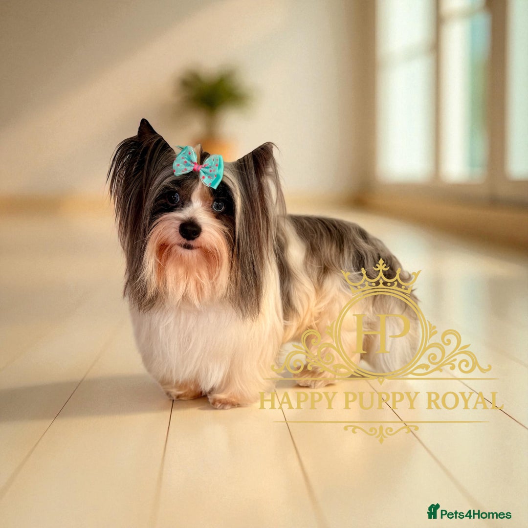 Yorkshire Terrier dogs for sale: BIEWER YORKIE PUPPIES 4 Available Licensed Breeder - Advert 25