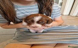 Miniature Dachshund dogs for sale: Minature dachound pups - Image 11