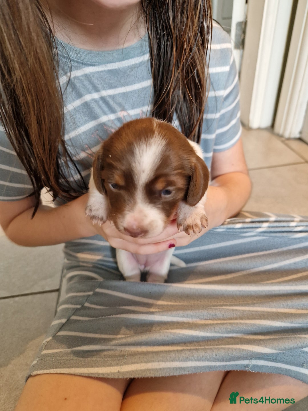Miniature Dachshund dogs for sale: Minature dachound pups - Image 11