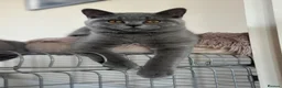 British Shorthair cats for sale: Pedigree British Shorthair Kittens (READY) - Advert 5