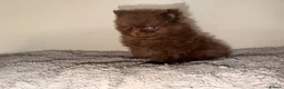Pomeranian dogs for sale: 🧸💙 3 true to type Pomeranian male bears 💙🧸 - Advert 3