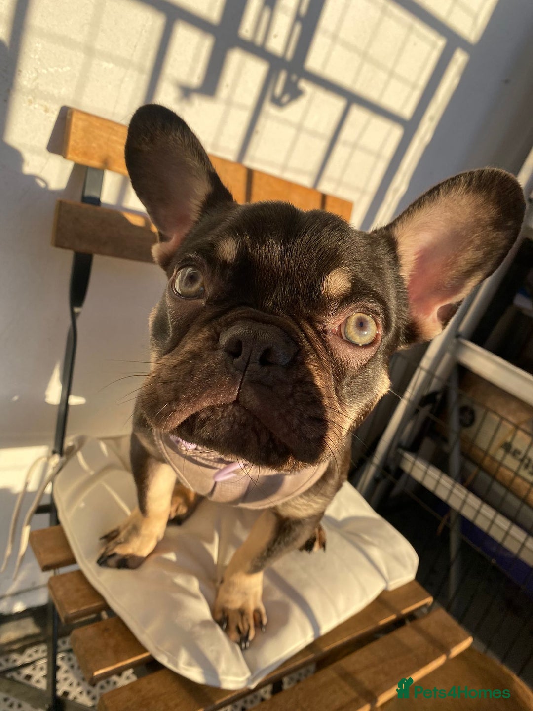 French Bulldog dogs for sale: 7 month old puppy  - Advert 3