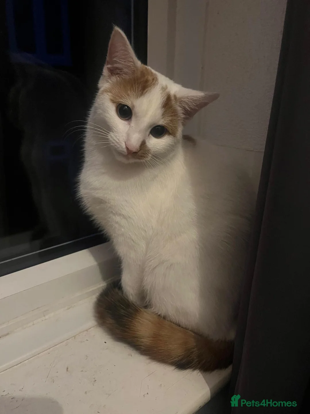 British Shorthair cats for sale: White cat  - Advert 2