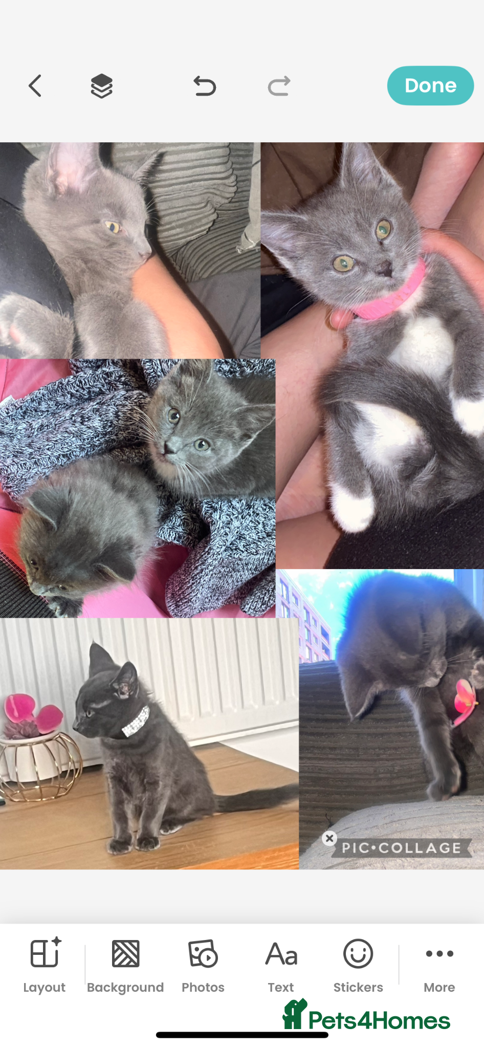 Russian Blue cats Russian blue x Bengal (kittens ready now) 🩷💙 - Advert 11