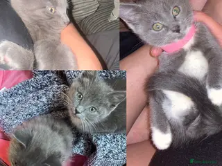 Russian Blue cats Russian blue x Bengal (kittens ready now) 🩷💙 - Advert 11