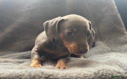 Mixed Breed dogs for sale: Outstanding family pets  - Image 10