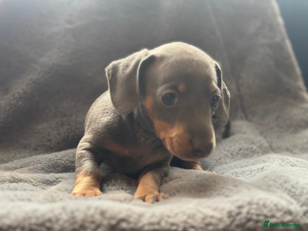 Mixed Breed dogs for sale: Outstanding family pets  - Image 10