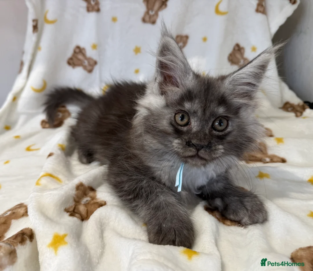 Maine Coon cats for sale: 🐈‍⬛Registered Maine Coons - Advert 38