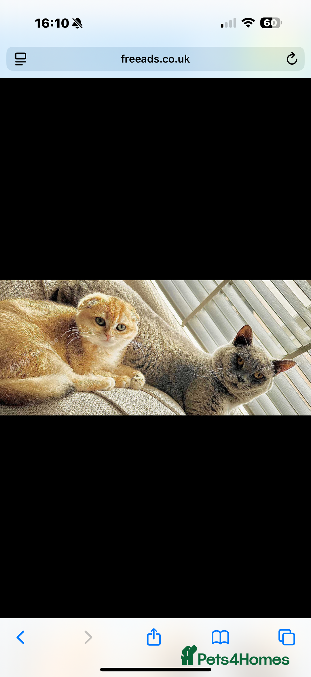 British Shorthair cats for sale: Scottish folds cross blue British - Image 9