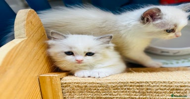 Ragdoll cats - Advert 10