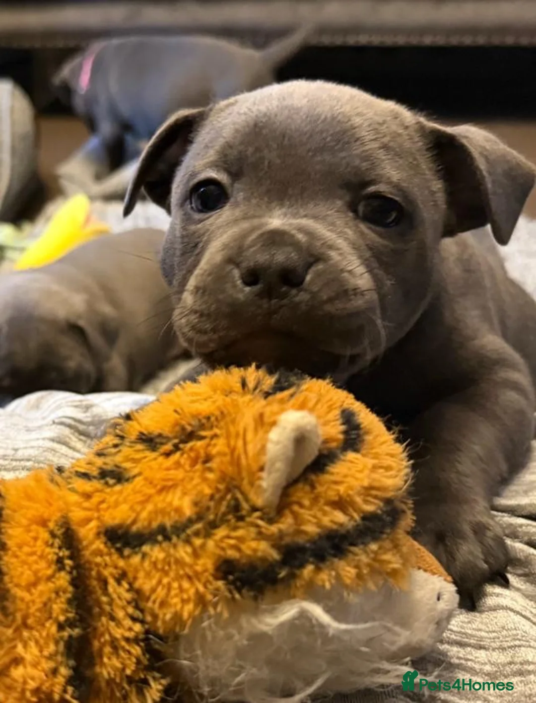 Staffordshire Bull Terrier dogs for sale: Home Raised Blue Staffordshire Bull Terrier Pups in Colchester - Advert 2