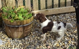 English Springer Spaniel dogs for sale: Gorgeous English Springer Spaniel Puppies - Image 12