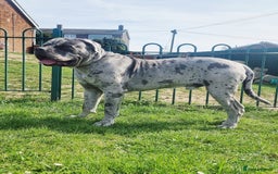 Cane Corso dogs for stud: 🧬MAJESTIC MERLE STUD🧬 - Image 4