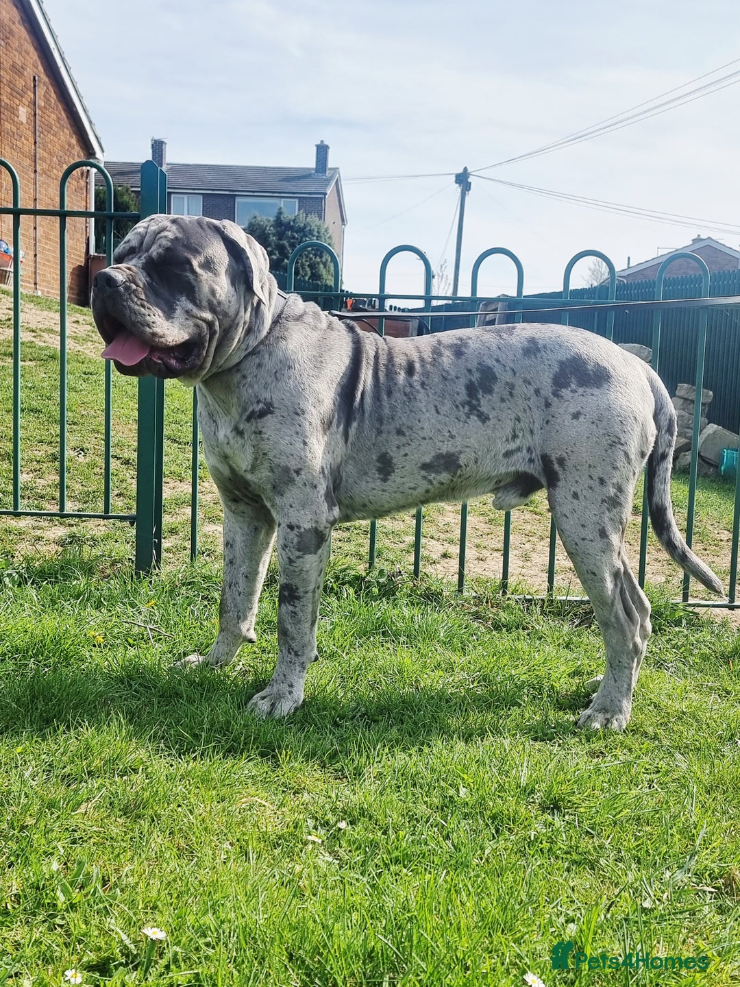 Cane Corso dogs for stud: 🧬MAJESTIC MERLE STUD🧬 - Image 4