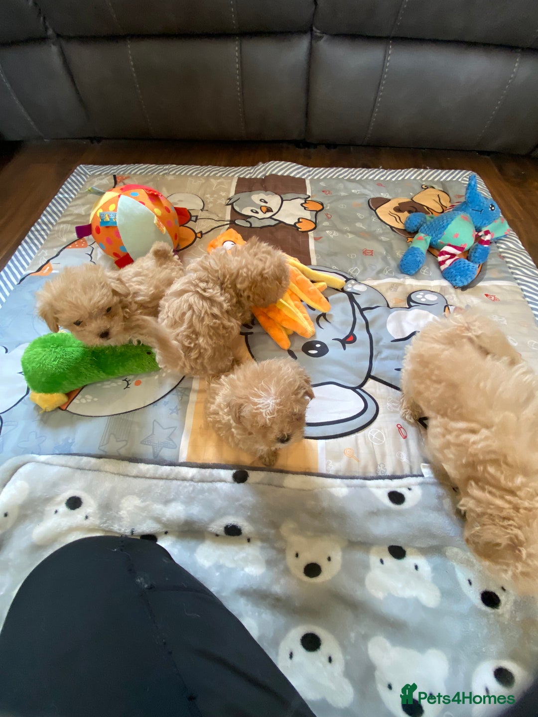 Maltipoo dogs for sale: Tiny Maltipoo Puppies - Image 21