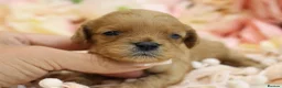 Cavapoo dogs for sale: *HEALTH TESTED*Cavapoo Puppies 5*LICENSED BREEDER* - Advert 18