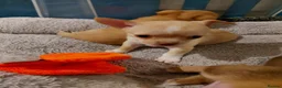 Chihuahua dogs for sale: Chihuhua pups in essex - Advert 12