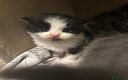 Scottish Fold cats for sale: Scottish fold (half) - Image 3
