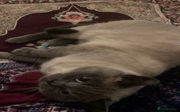 British Shorthair cats for sale: British shorthair for sale  - Image 4