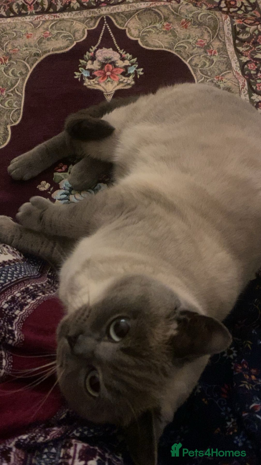 British Shorthair cats for sale: British shorthair for sale  - Image 4