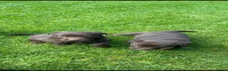 Borador dogs for sale: Lab x collie puppies  in Millom - Advert 9