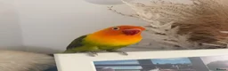 Lovebirds birds for sale: love bird pair for sale in Buntingford - Advert 5