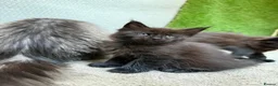 Maine Coon cats for sale: Black Smoke TICA Maine Coons - Advert 8