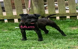 Patterdale Terrier dogs for sale: 3/4 border terrier x 1/4 patterdale   puppies  - Image 4