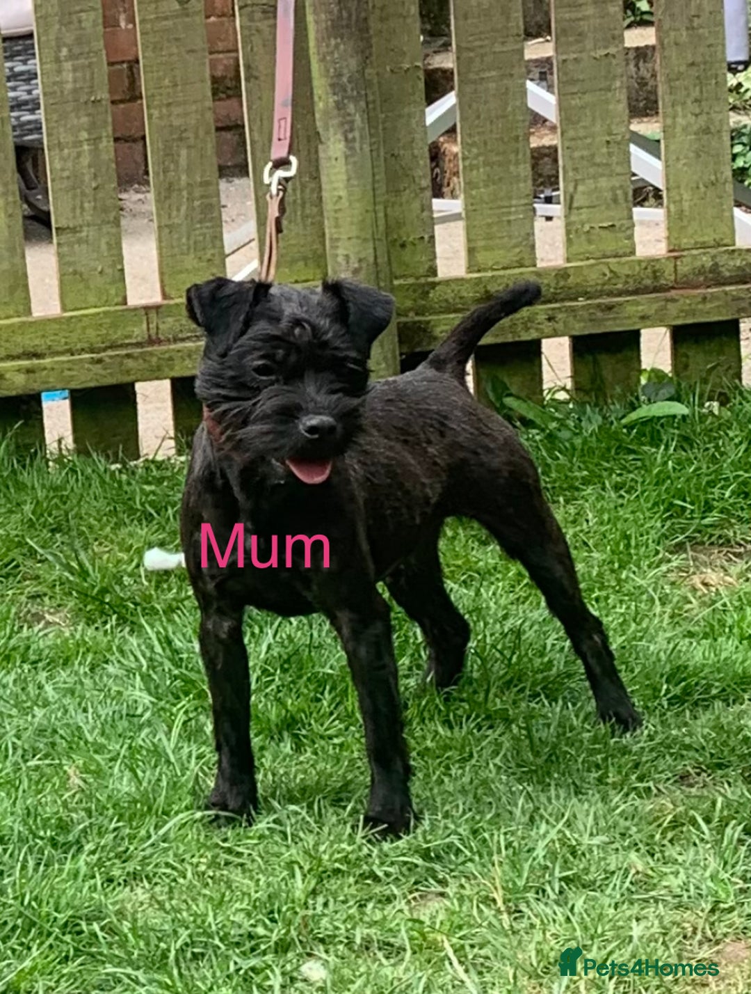 Patterdale Terrier dogs for sale: 3/4 border terrier x 1/4 patterdale   puppies  - Image 4