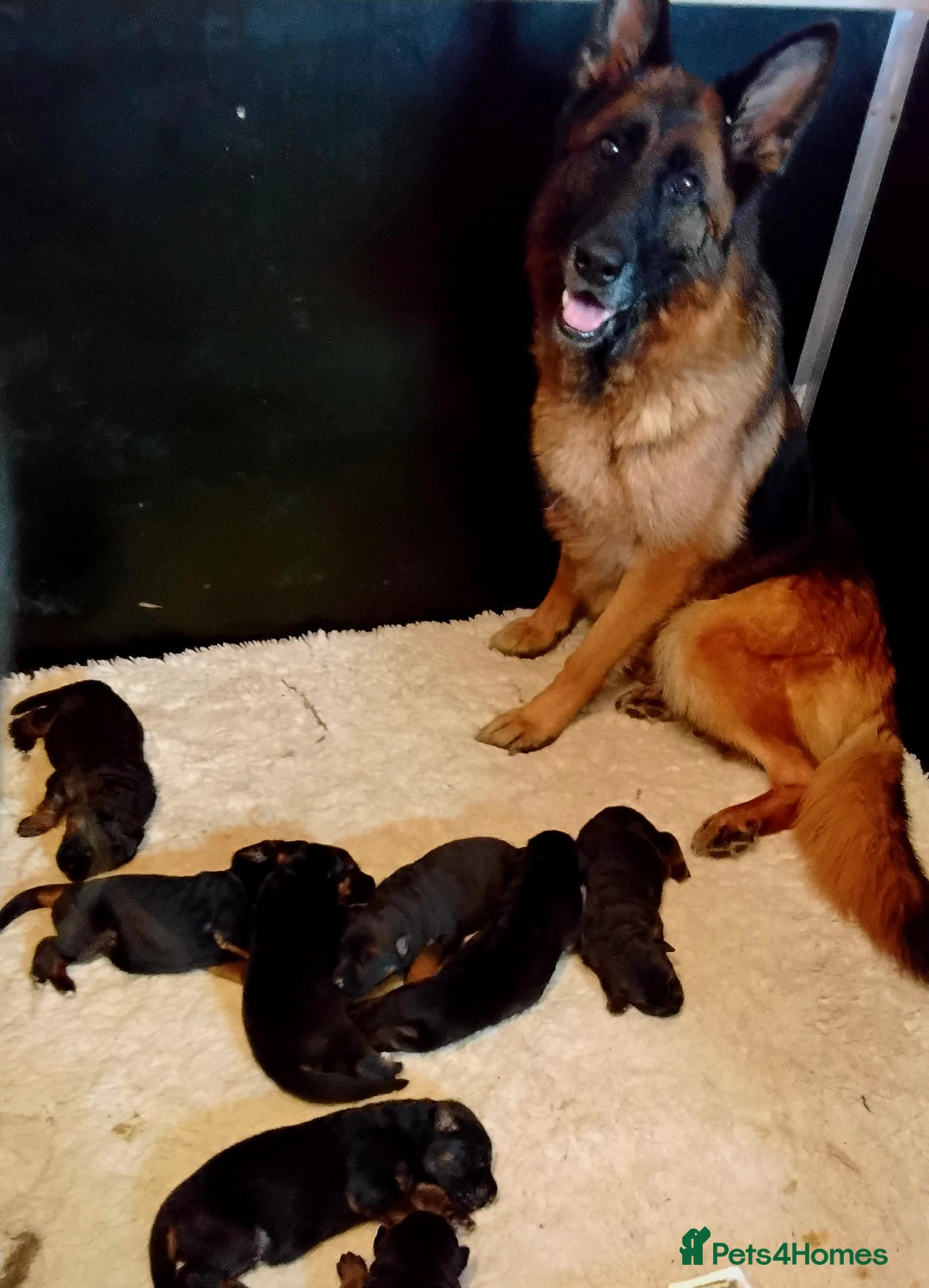 German Shepherd dogs for sale: German Shepherd pups black and gold - Image 2