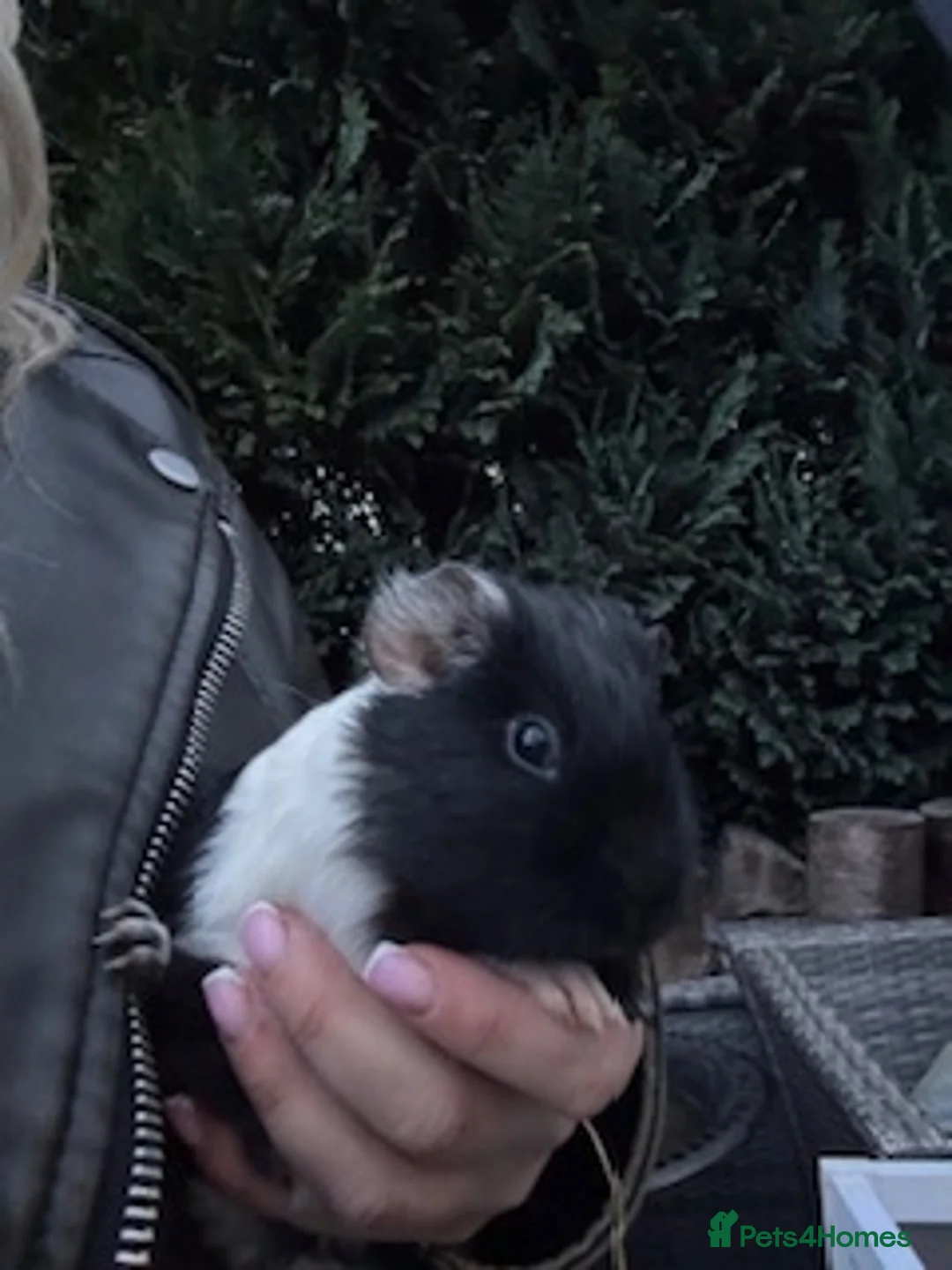 Guinea Pig rodents for sale: Male guinea pig  in Keighley - Advert 3