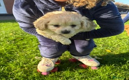 Mixed Breed dogs for sale: Beautiful Cocoranian Boy - Image 1