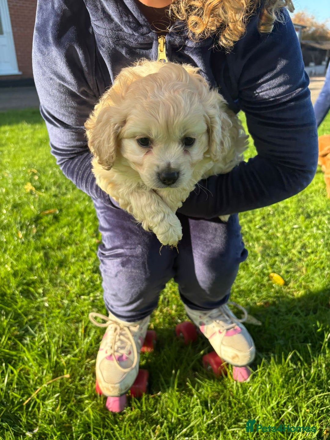 Mixed Breed dogs for sale: Beautiful Cocoranian Boy - Image 1